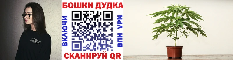 Канабис сатива  Сурск 